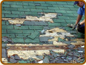 Damage Caused by Raccoons