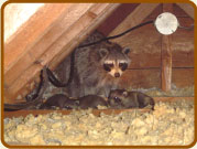 Removing Raccoons from Your Home