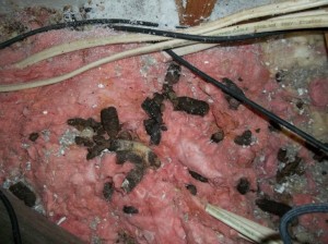 Raccoons Attic Removal