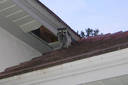 How did Raccoons Get in the Attic of My House