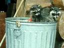 raccoons in garbage cans