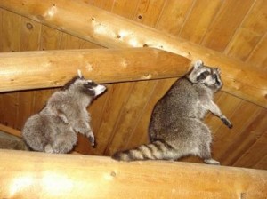 removal of raccoons