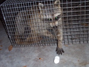 What to do With Raccoons