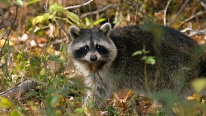 Raccoon beaten to death Man Faces Charges