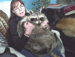 75 pound biggest raccoon