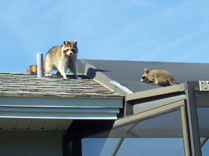 Why Does a Raccoon keep Pooping on my Roof