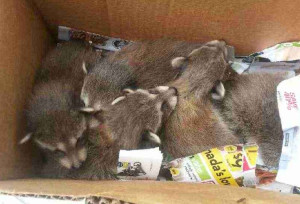 gestation period for raccoons