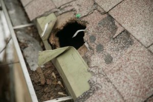 raccoons damaging my roof insurance coverage