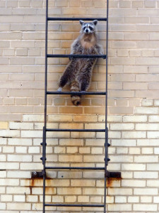 Can Raccoons Climb Ladders