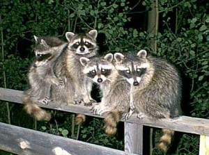 Raccoon Gangs in Your Yard