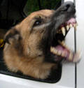 Vicious Dog Burglar Deterrent Signs