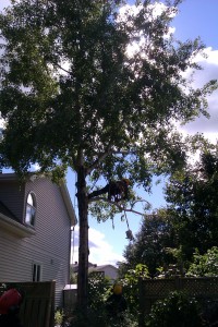 Tree Service Removal 