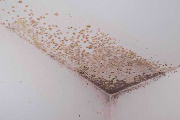 Mold On Shower Ceilings Managing Home Maintenance Costs Managing