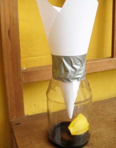 How to Make a Fruit Fly Trap for the Home